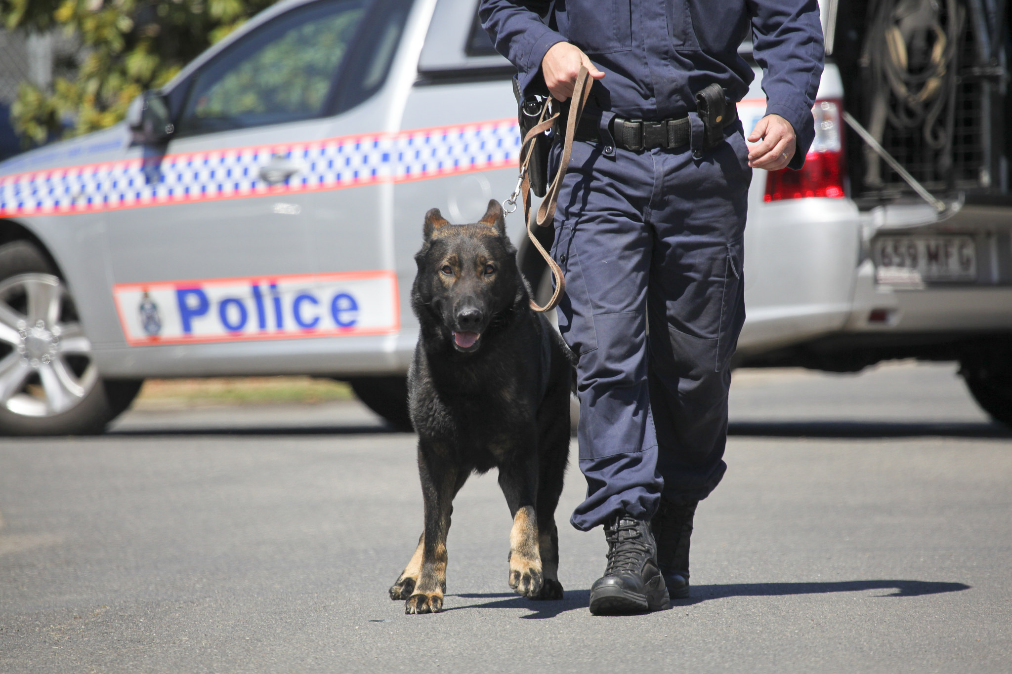 Police Dog and handler