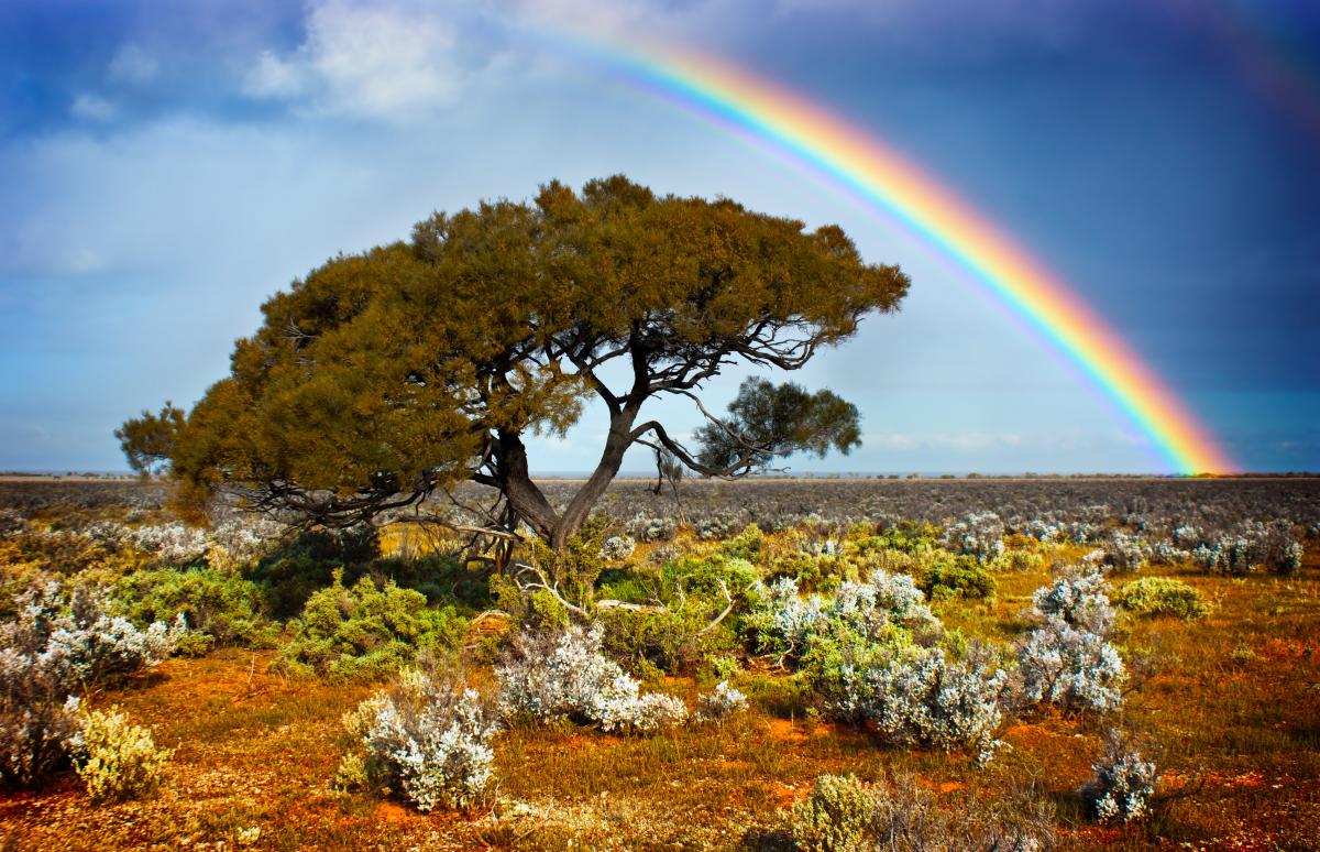 A landscape with a rainbow over a tree